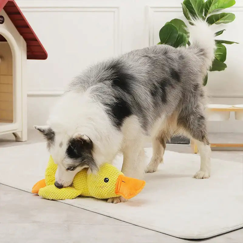 Durable Plush Chew Toy with Sounds for dogs Quack-Quack Duck Dog Toy Pfoten Plaza