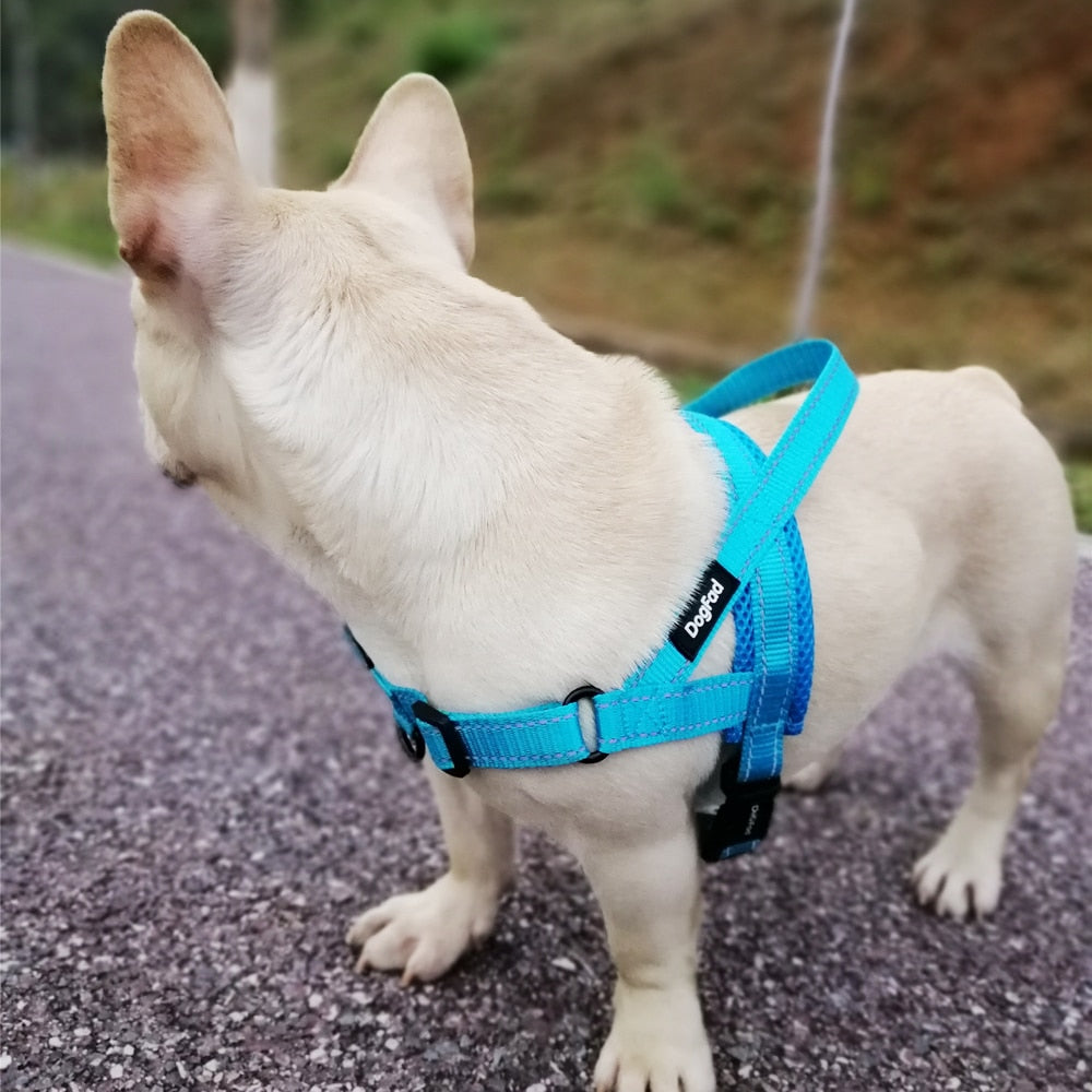 Hundegeschirr Pfoten Plaza